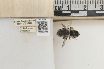 Media type: image;   Entomology 791803 Aspect: Labels